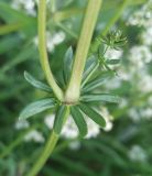 Galium mollugo