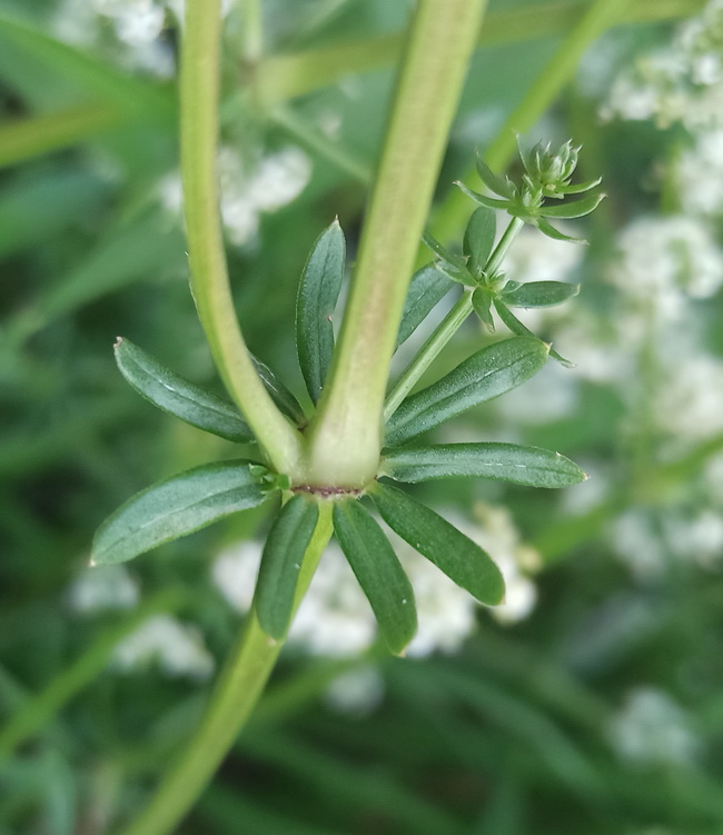 Image of Galium mollugo specimen.