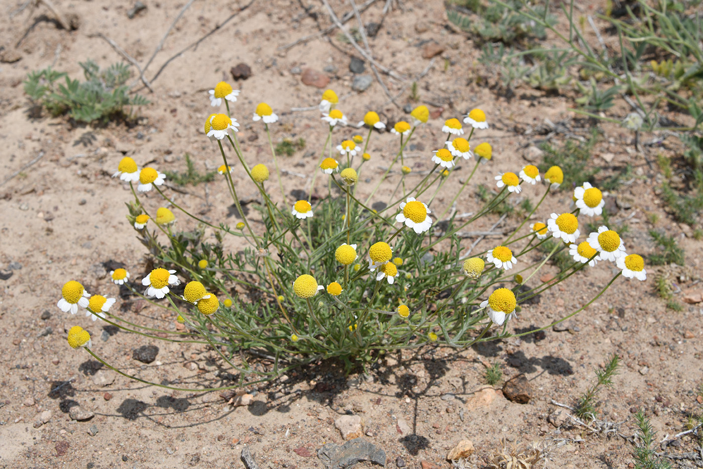 Image of Anthemis ruthenica specimen.