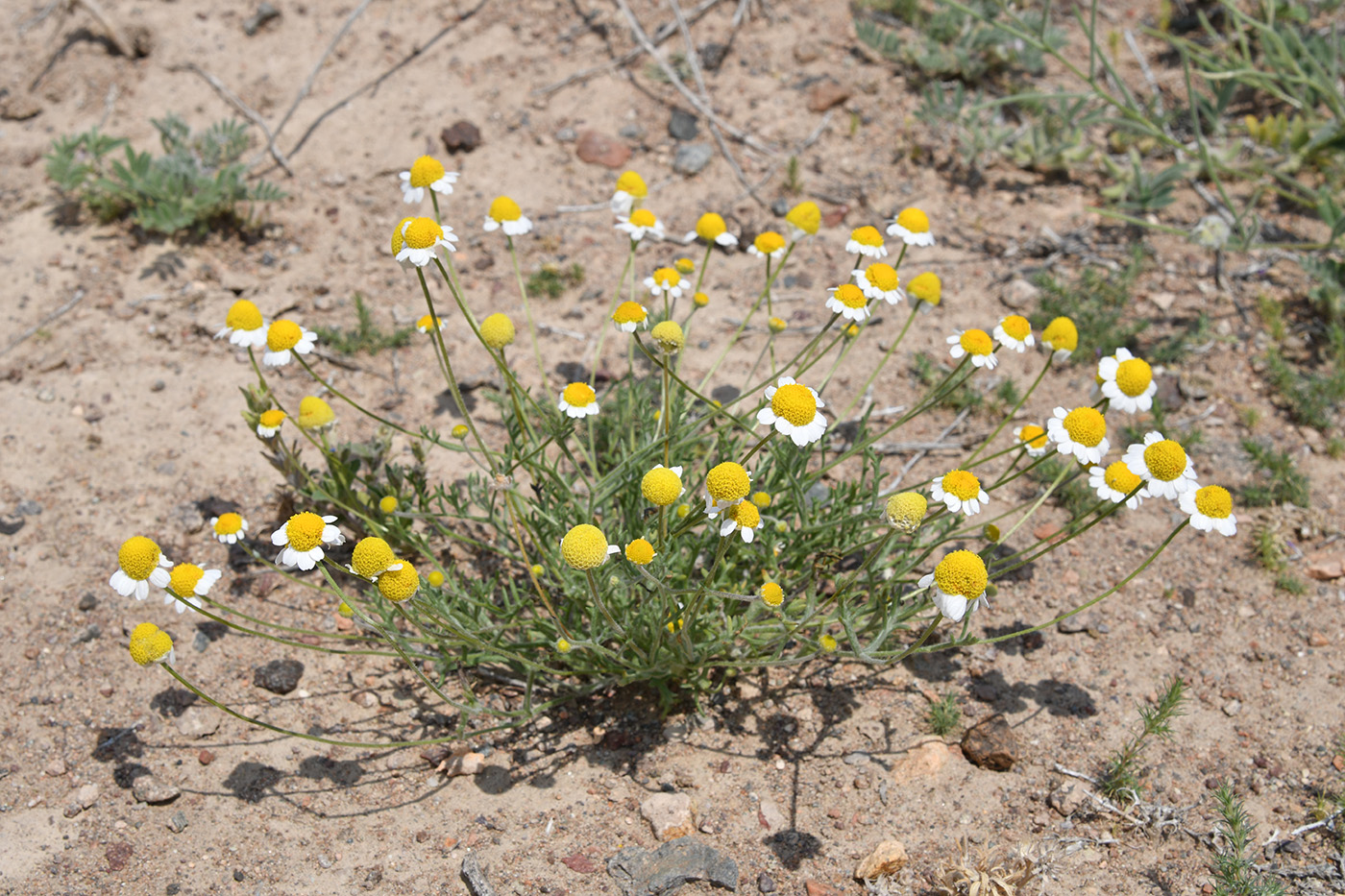 Изображение особи Anthemis ruthenica.