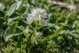 Ornithogalum balansae. Цветущее растение. Карачаево-Черкесия, Зеленчукский р-н, окр. пос. Архыз, долина р. Малая Дукка, ≈ 2000 м н.у.м., субальпийский луг. 11.06.2023.