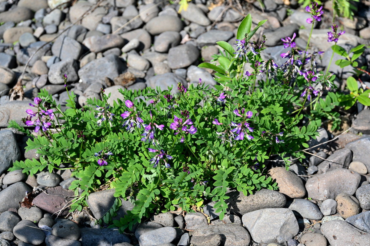 Изображение особи Astragalus subpolaris.