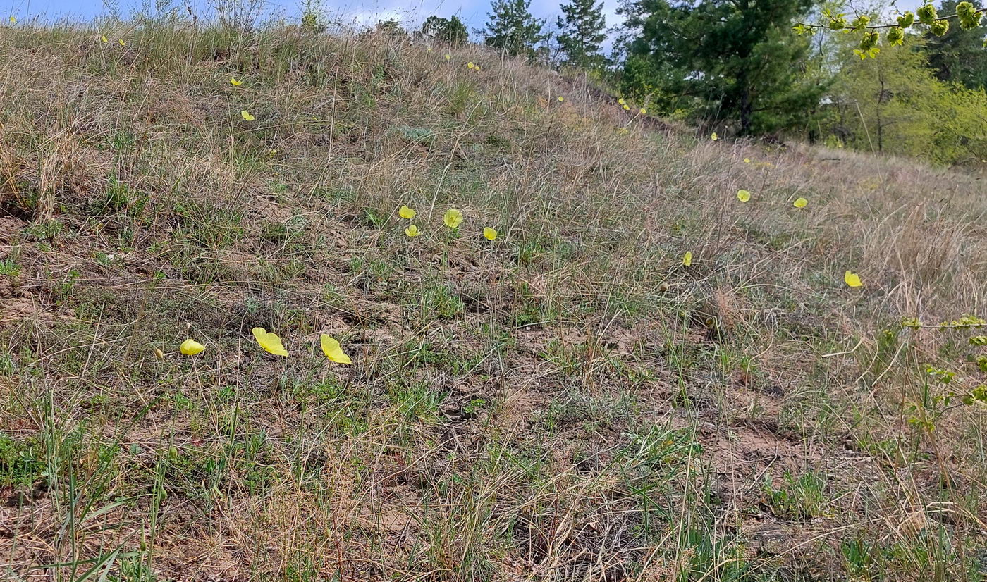 Изображение особи род Papaver.