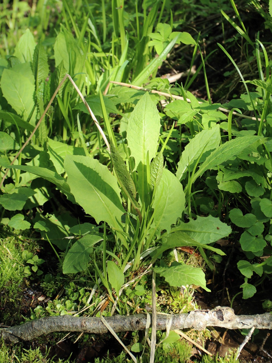 Image of Crepis paludosa specimen.