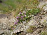 Thymus nummularius