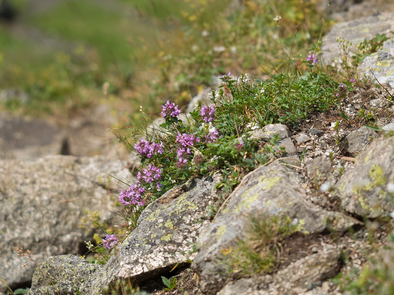 Image of Thymus nummularius specimen.