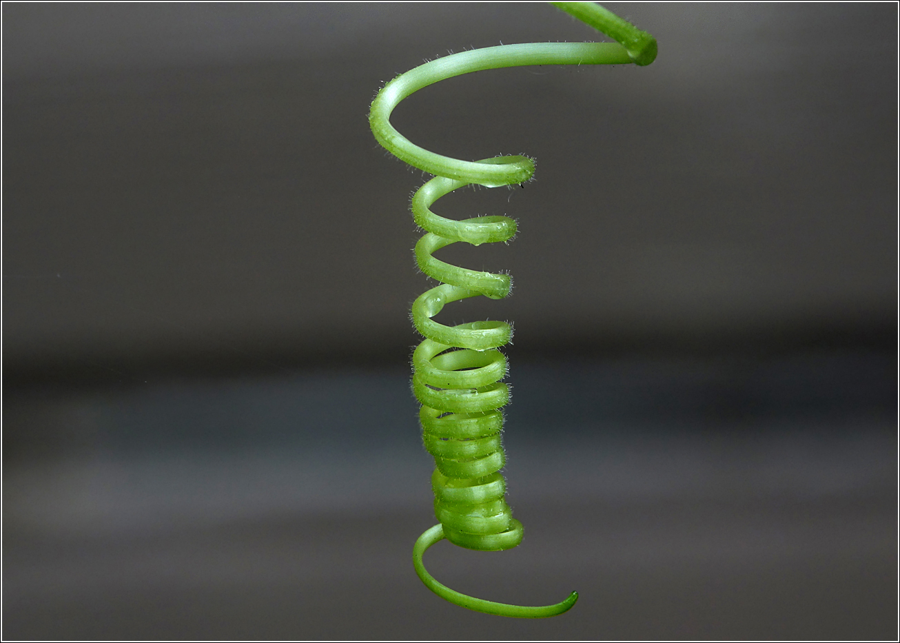 Image of Luffa aegyptiaca specimen.