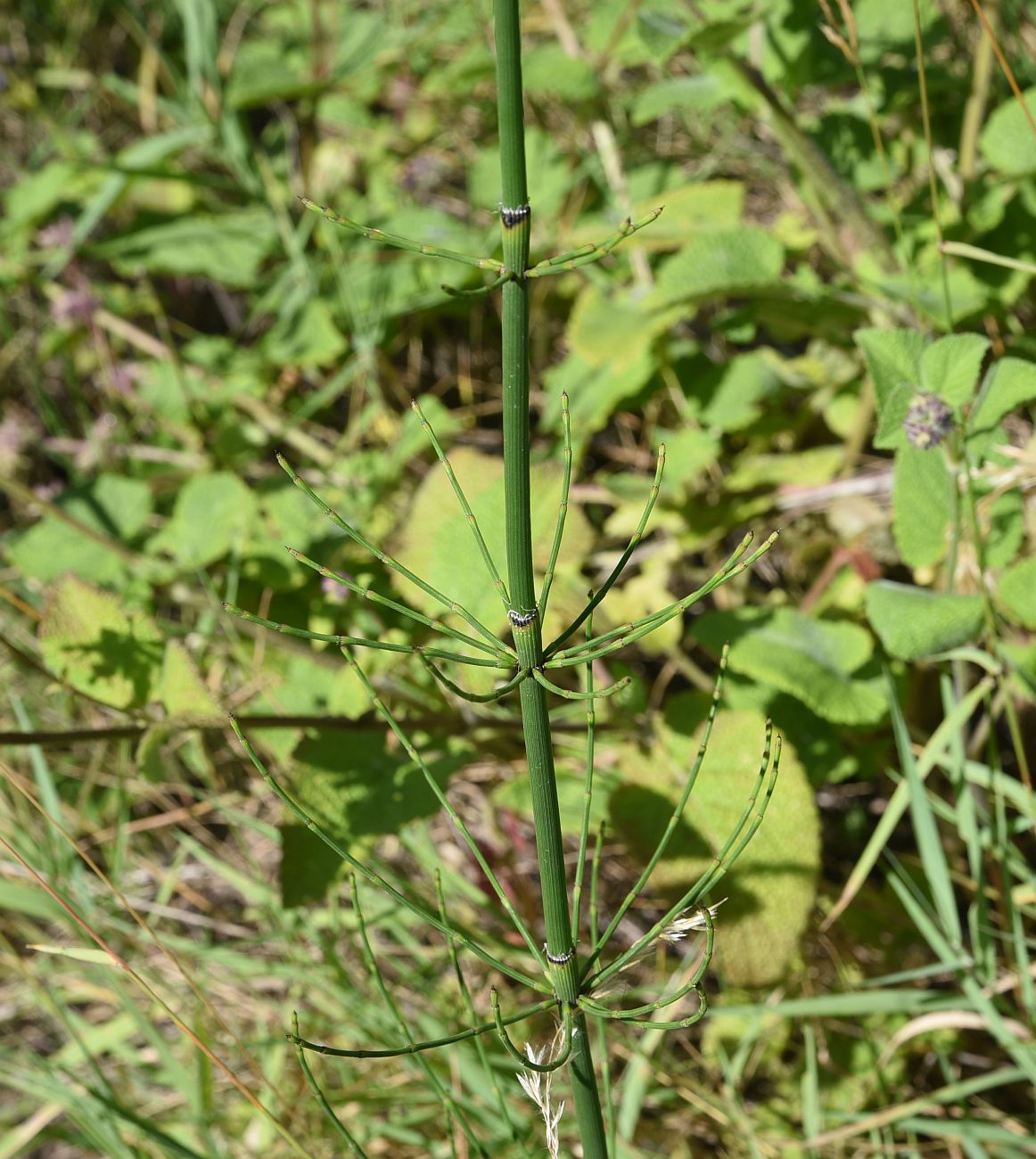 Изображение особи Equisetum fluviatile.