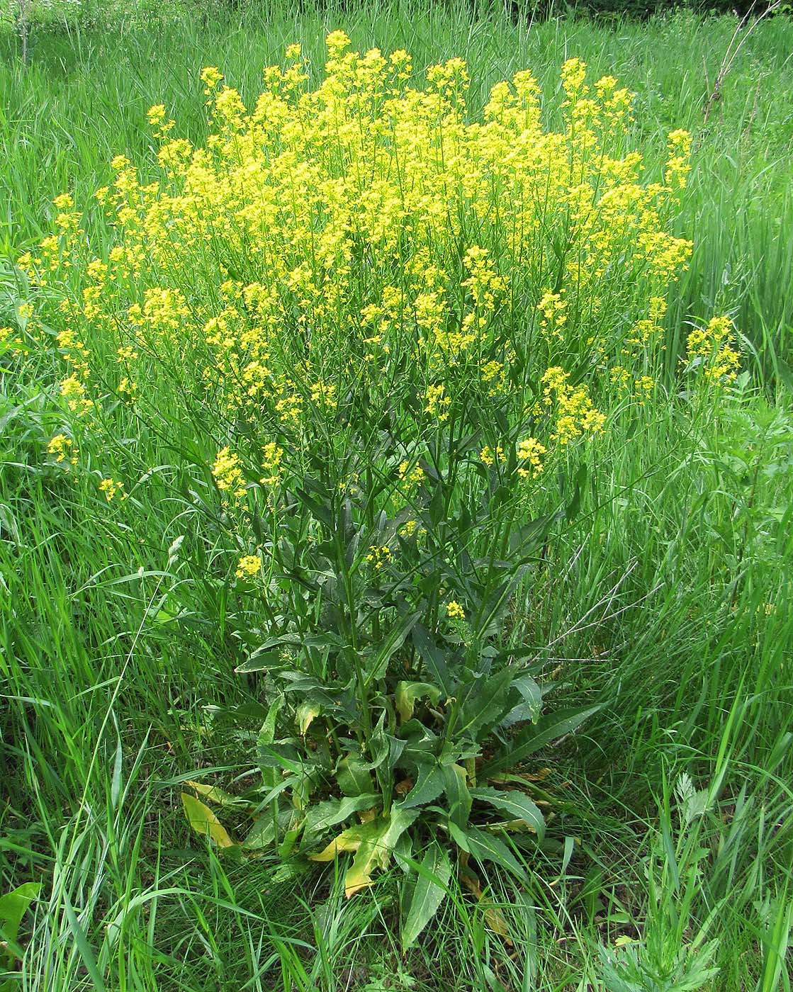 Image of Bunias orientalis specimen.