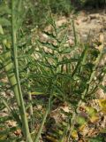 Sisymbrium altissimum