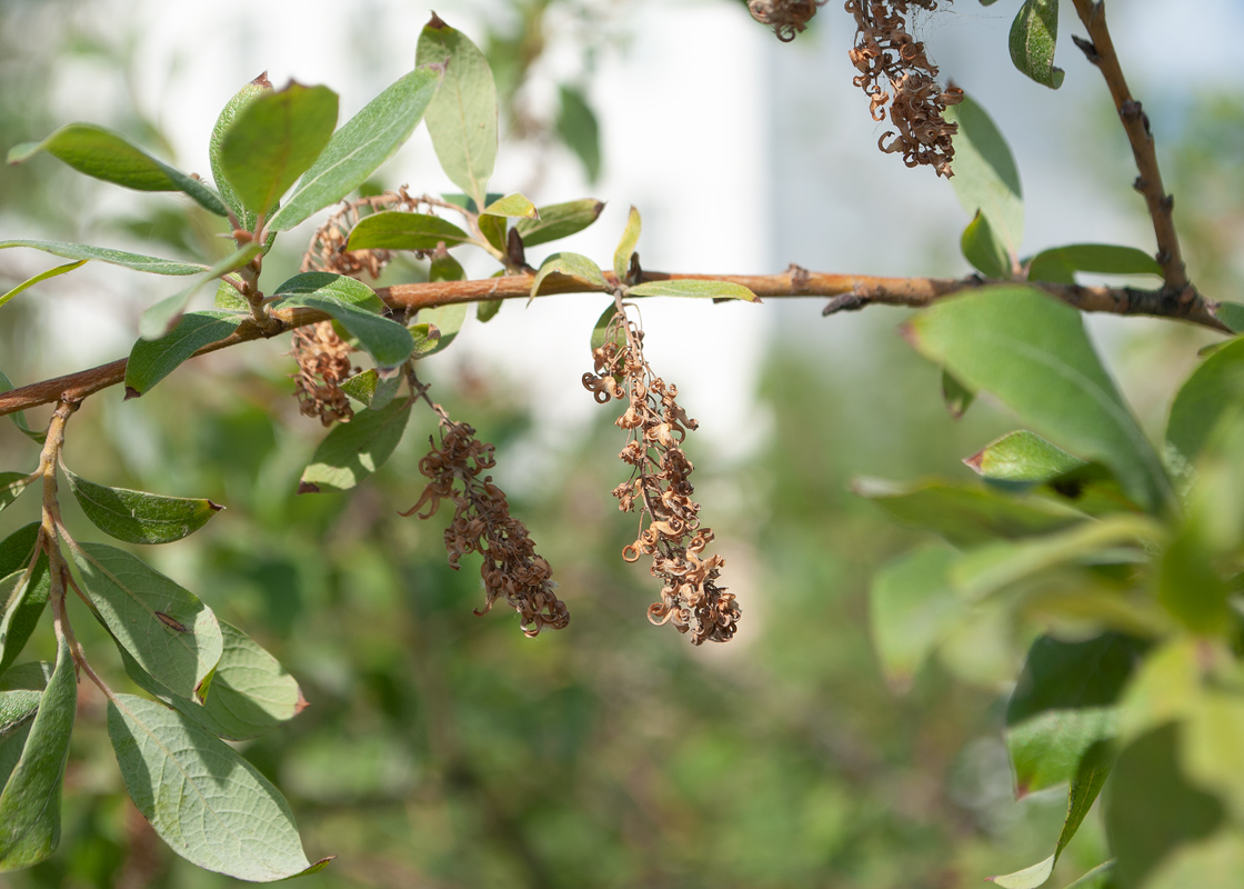 Image of Salix bebbiana specimen.