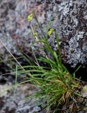 genus Silene. Расцветающее растение. Красноярский край, Берёзовский р-н, национальный парк \"Красноярские Столбы\", Центральные Столбы, на скале. 05.06.2022.