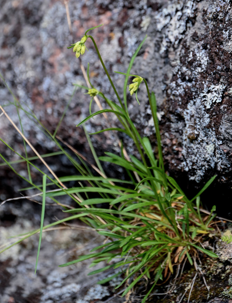 Image of genus Silene specimen.