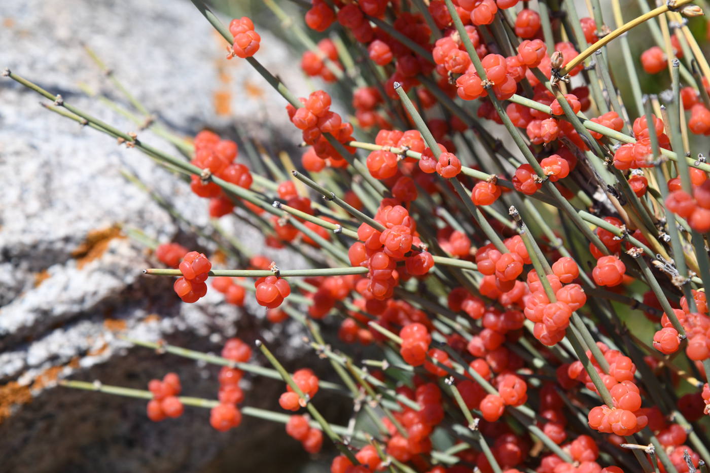 Image of Ephedra intermedia specimen.