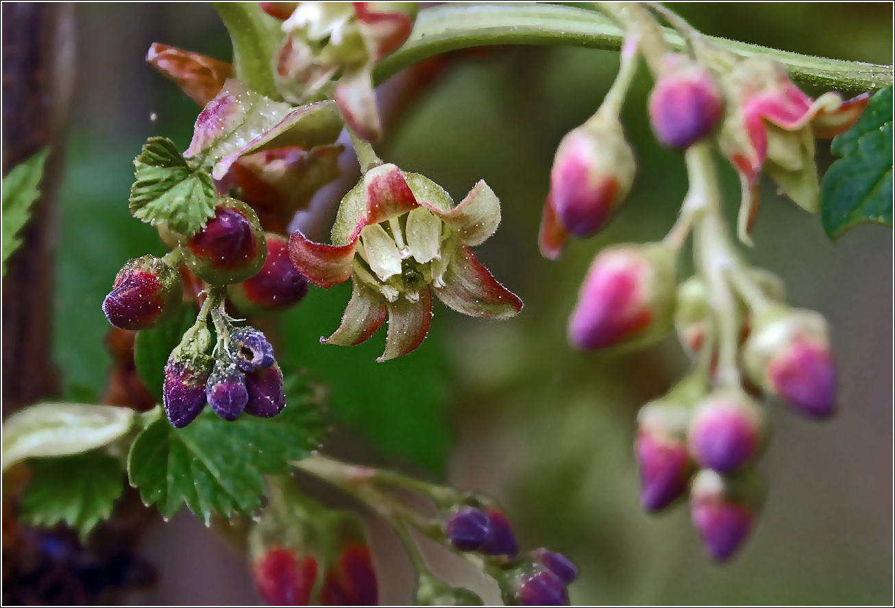 Image of Ribes × nidigrolaria specimen.