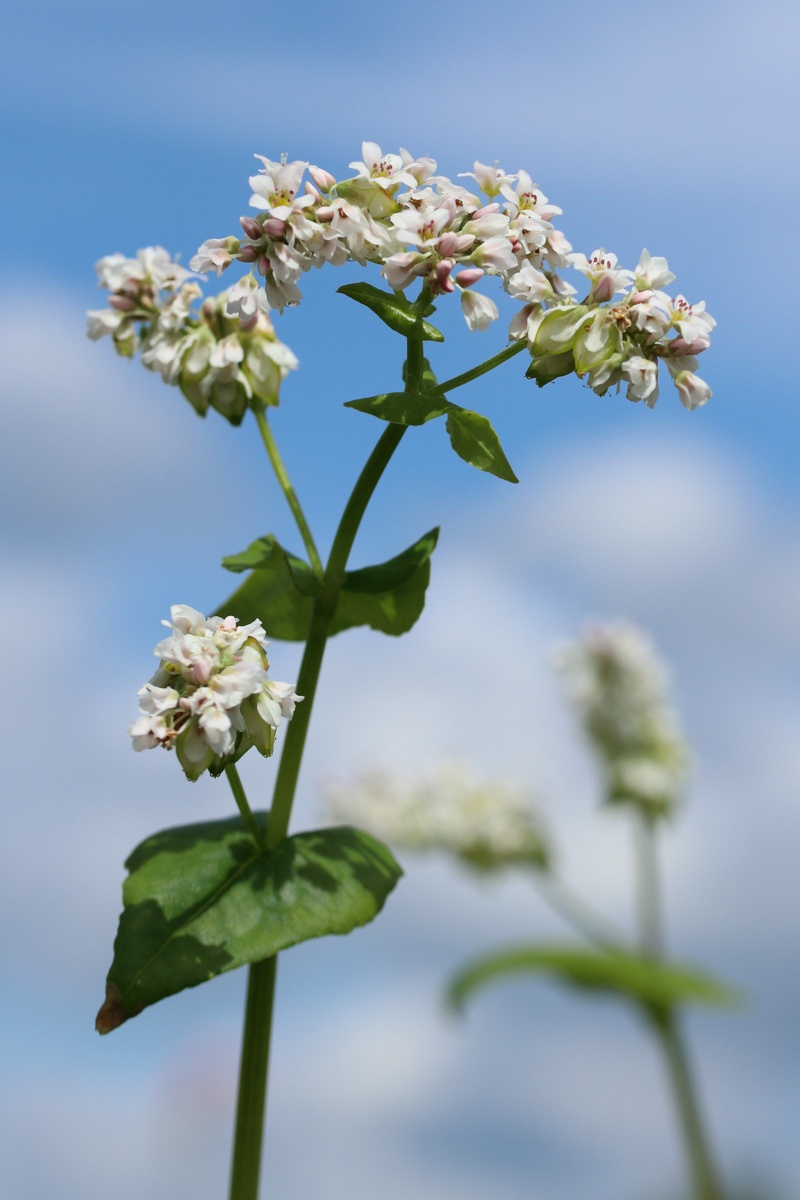 Изображение особи Fagopyrum esculentum.