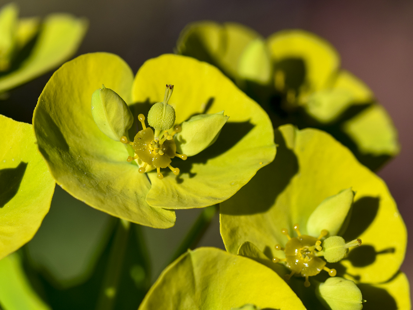 Изображение особи Euphorbia biumbellata.