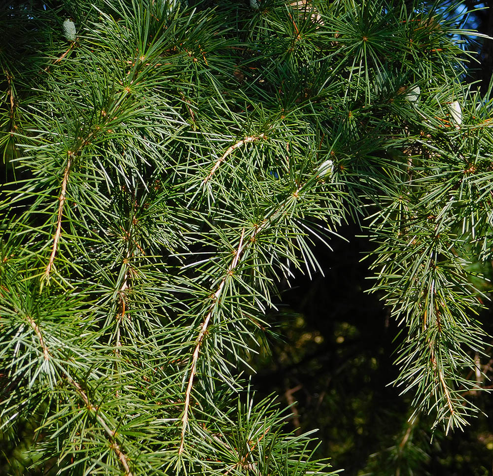 Image of Cedrus deodara specimen.