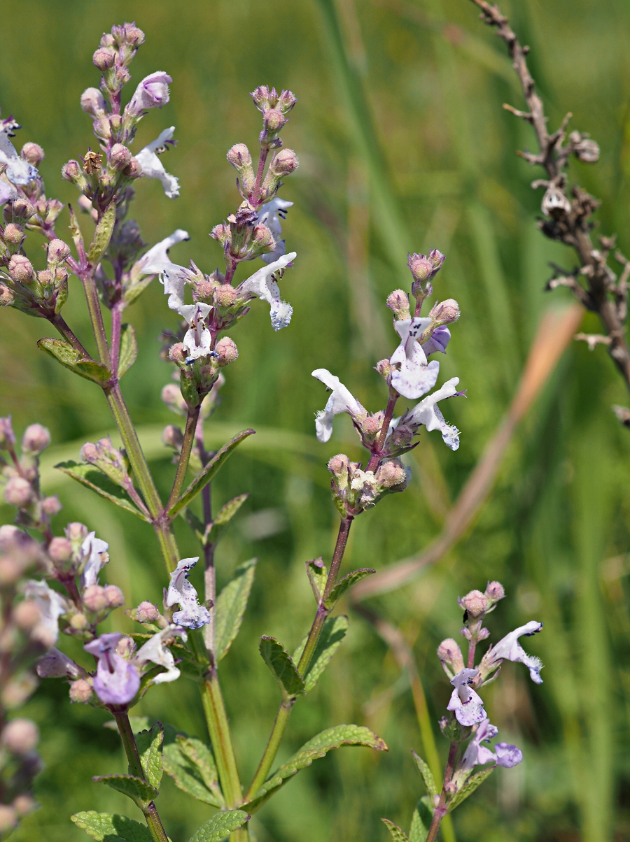 Изображение особи Nepeta nuda.