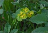 Chrysosplenium alternifolium. Соцветие. Московская обл., Раменский р-н, окр. дер. Хрипань, садовый участок. 01.05.2024.