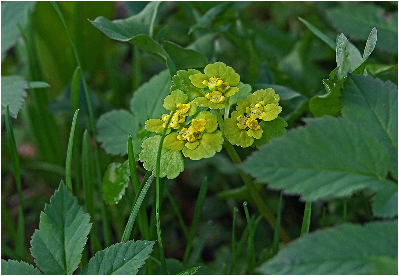 Изображение особи Chrysosplenium alternifolium.