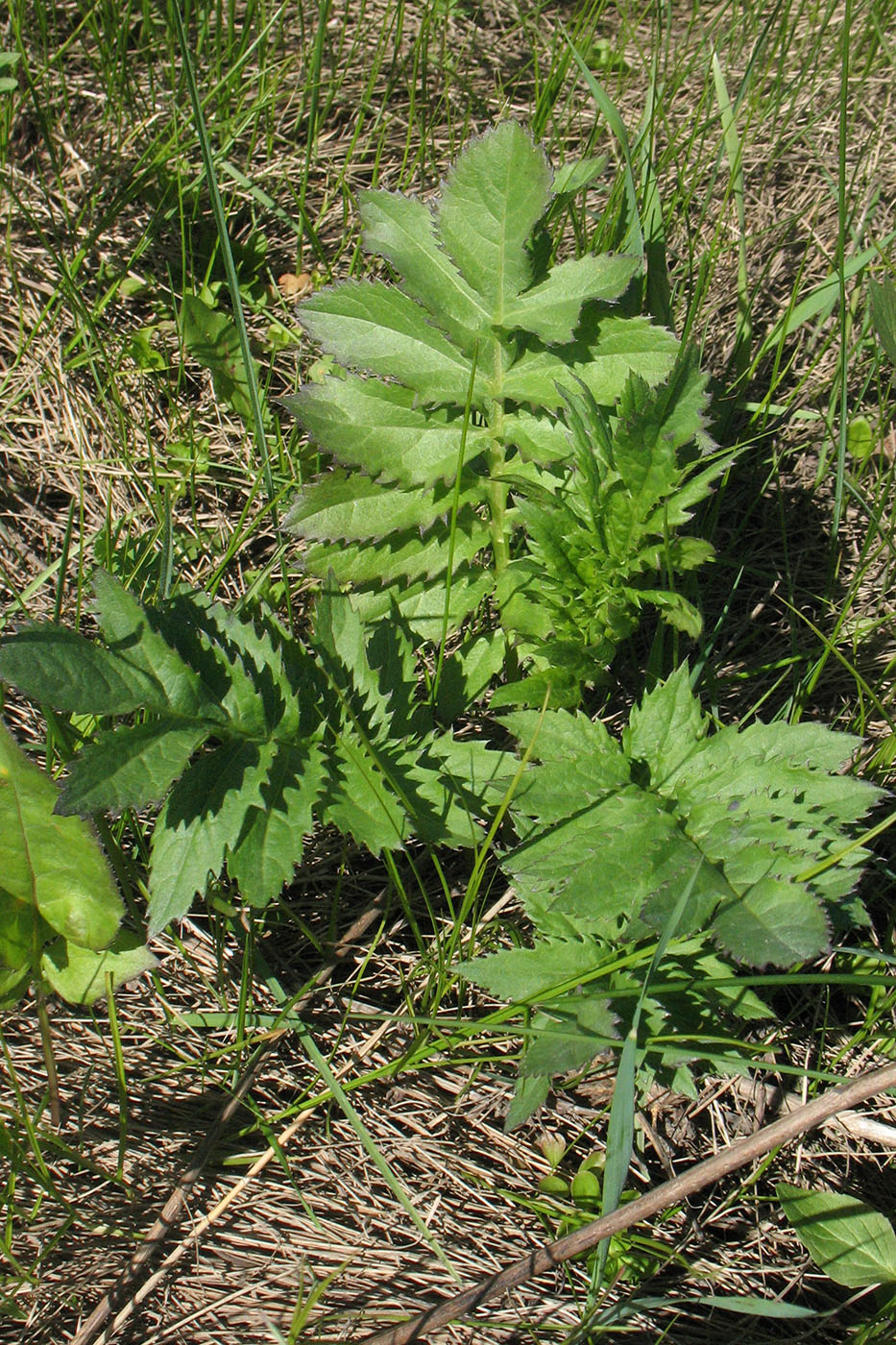 Изображение особи Serratula coronata.
