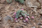 Oxytropis gymnogyne