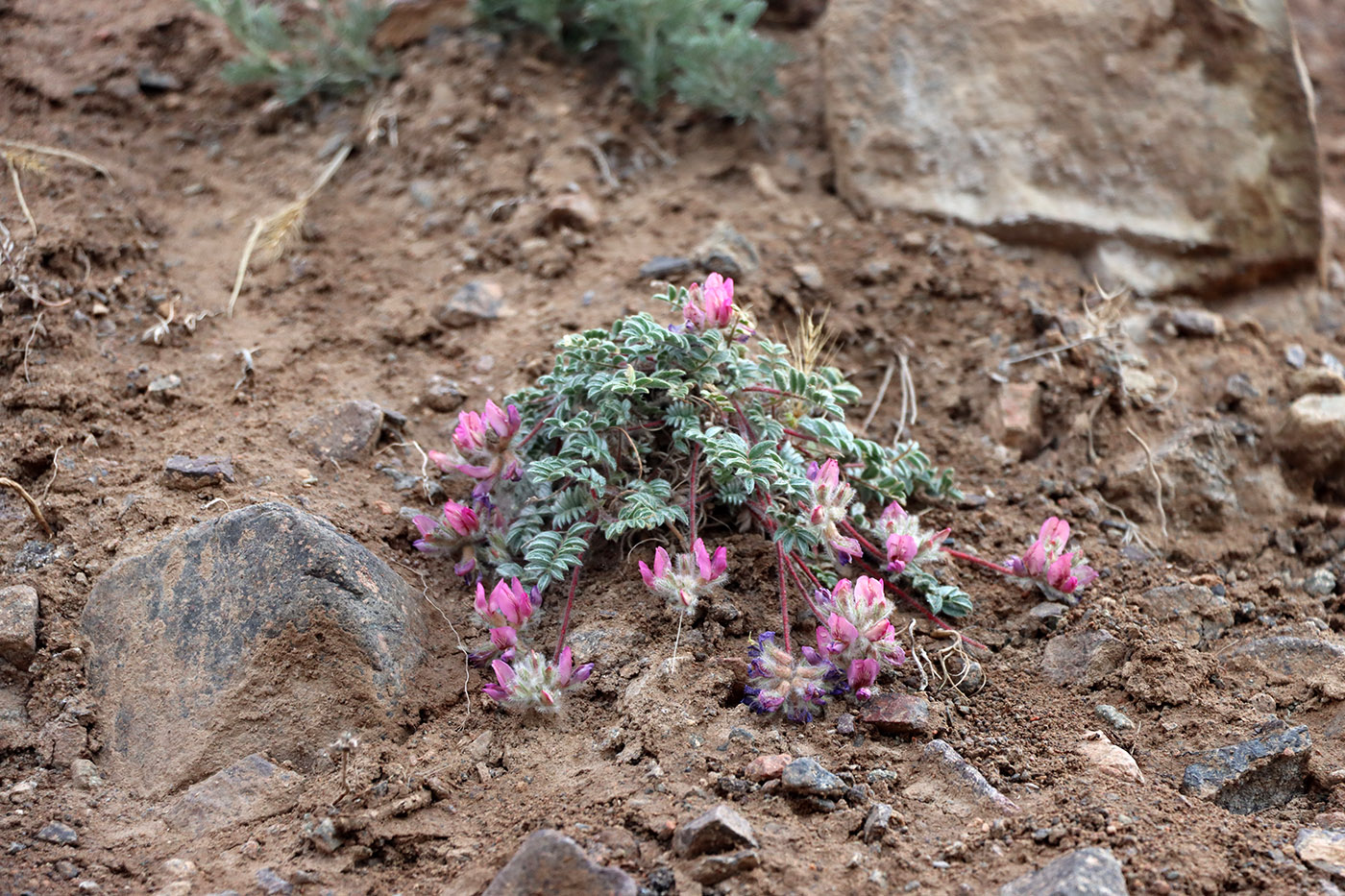 Image of Oxytropis gymnogyne specimen.