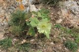 Alcea rugosa