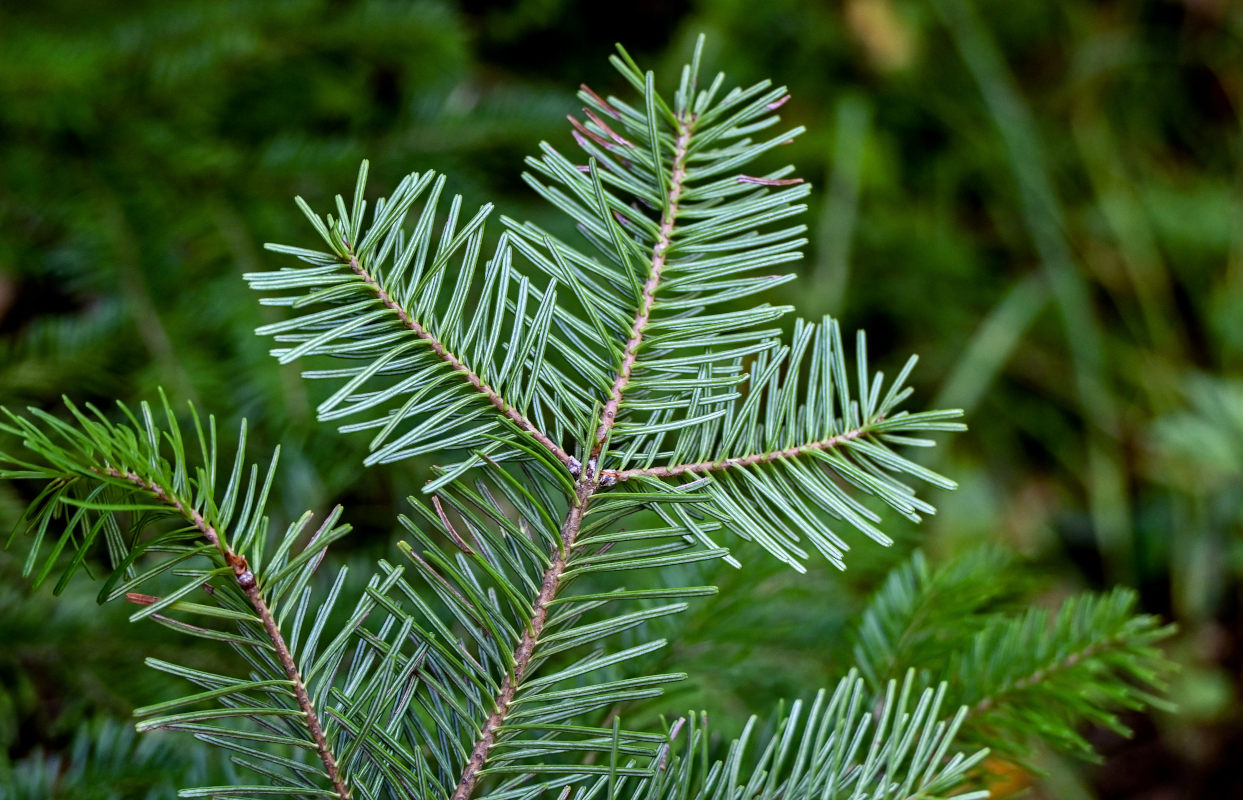 Image of Abies sachalinensis specimen.