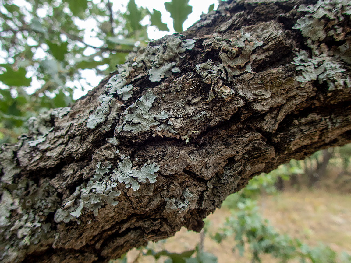 Изображение особи Quercus pubescens.