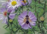Symphyotrichum × versicolor. Соцветие с питающейся мухой-журчалкой. Московская обл., Раменский р-н, окр. дер. Хрипань, садовый участок. 27.09.2024.