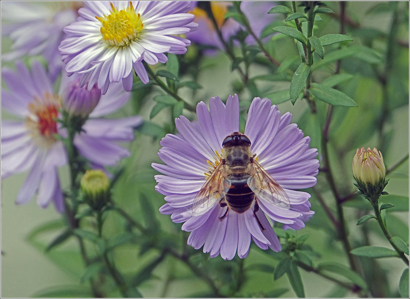 Image of Symphyotrichum × versicolor specimen.
