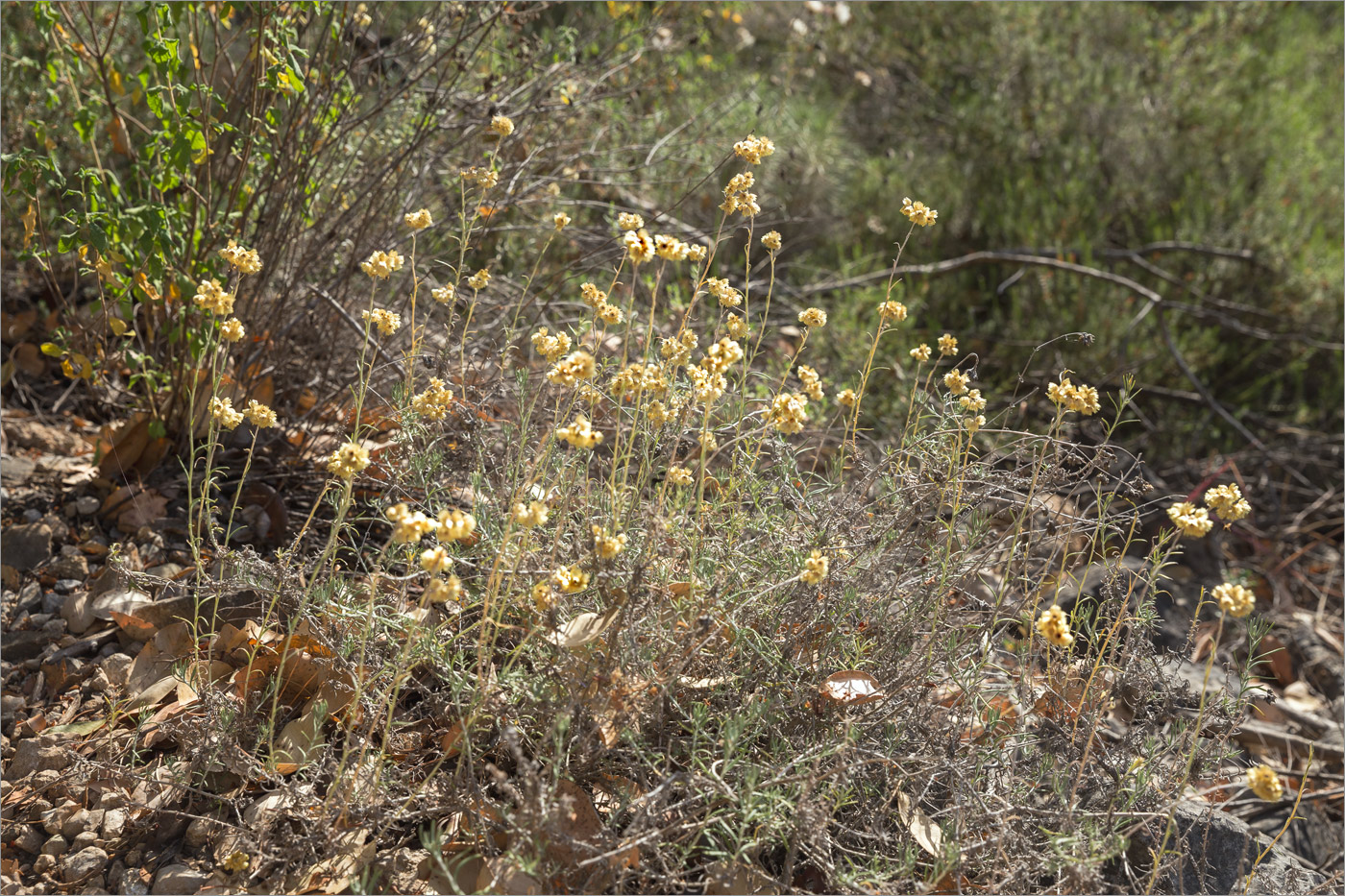 Изображение особи Helichrysum stoechas.