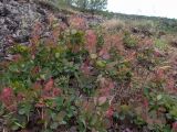 Cotinus coggygria