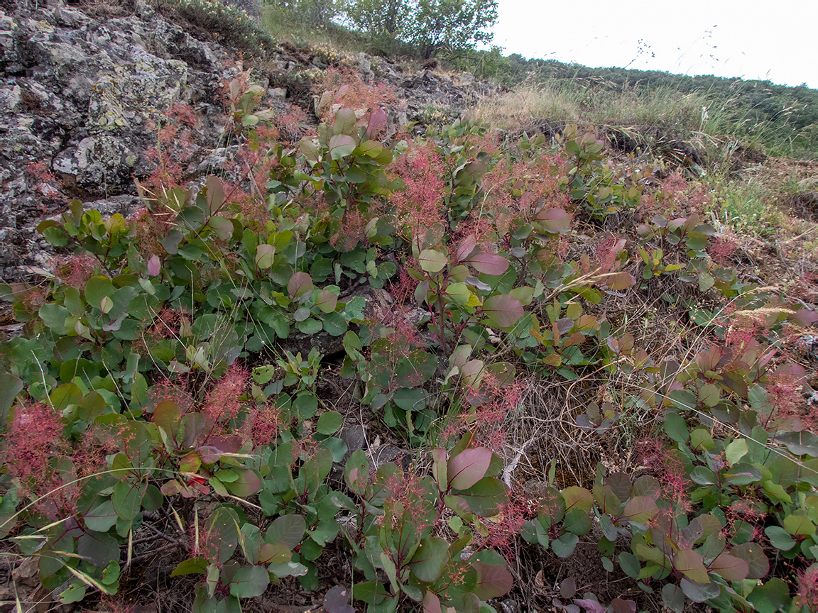 Изображение особи Cotinus coggygria.