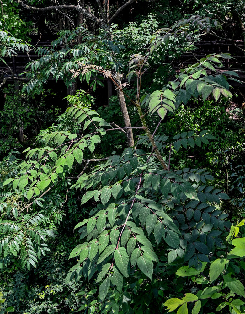 Image of genus Aralia specimen.