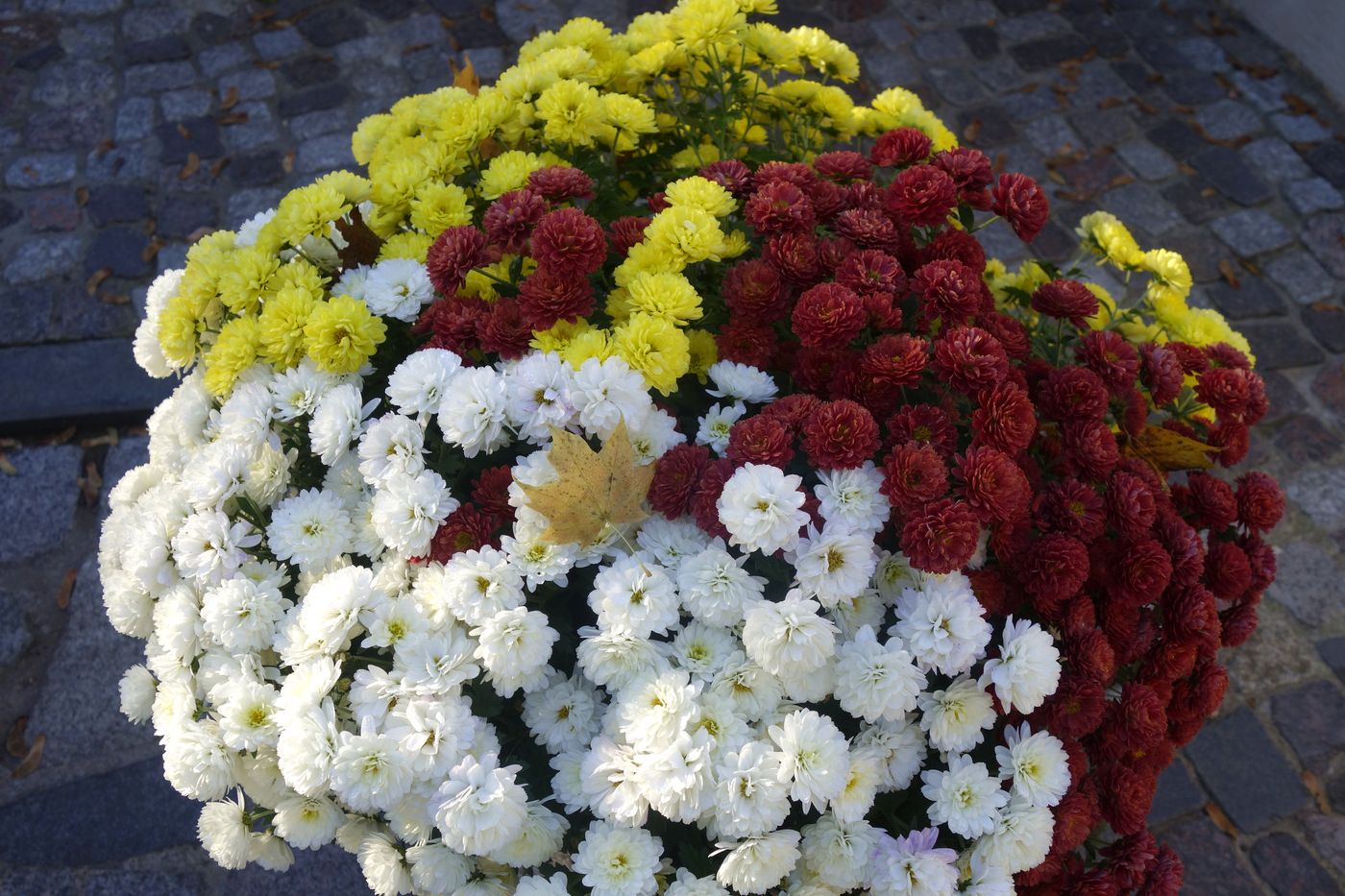 Image of Chrysanthemum indicum specimen.