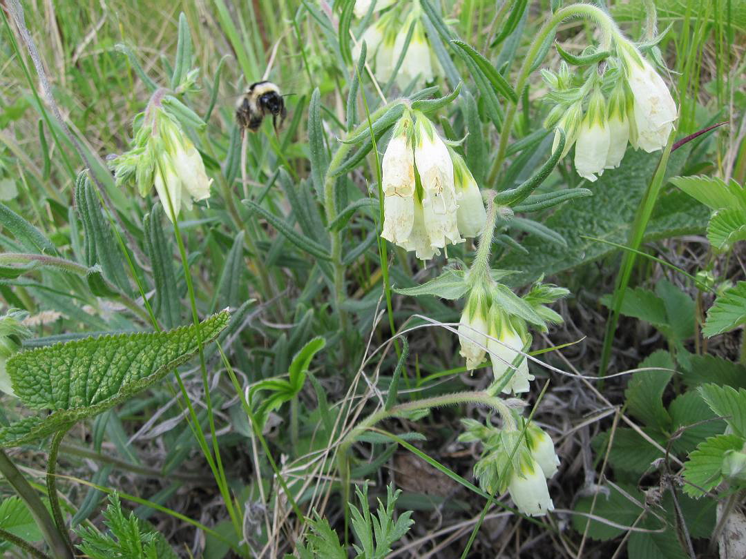 Image of Onosma simplicissima specimen.