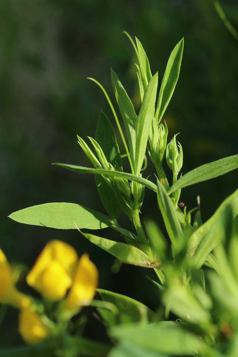 Изображение особи Lathyrus pratensis.
