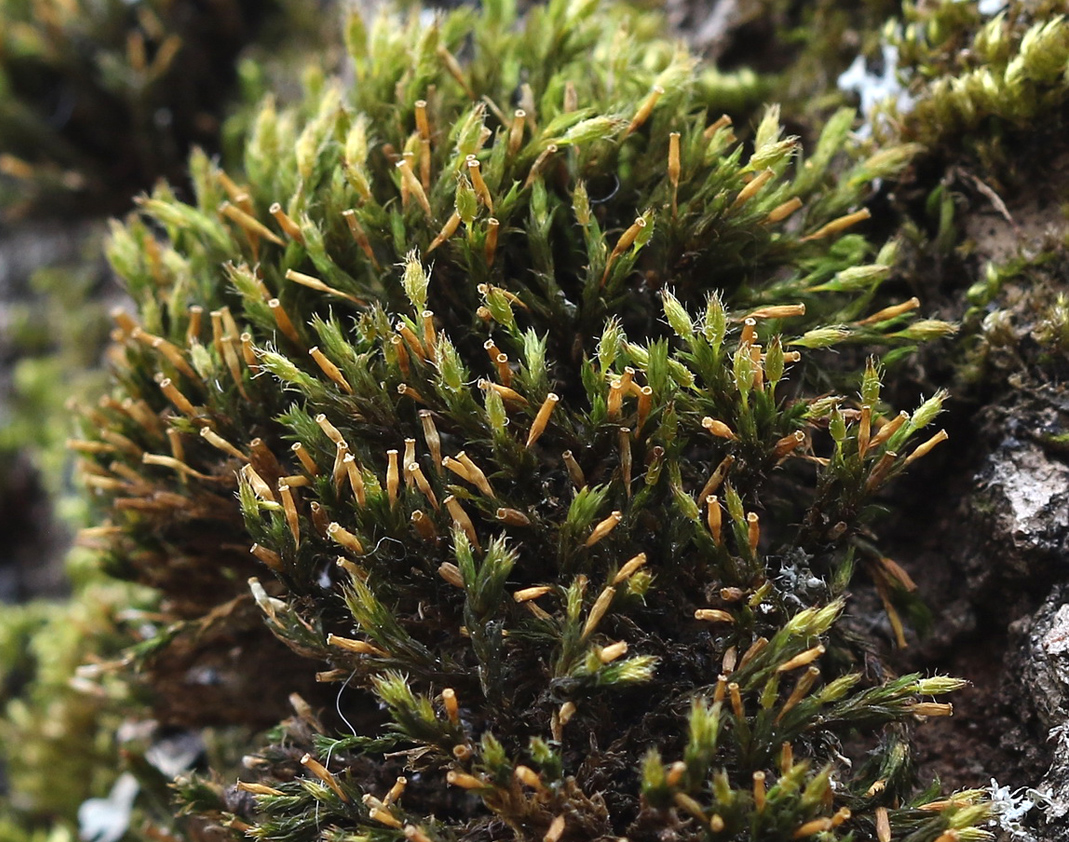 Изображение особи семейство Orthotrichaceae.