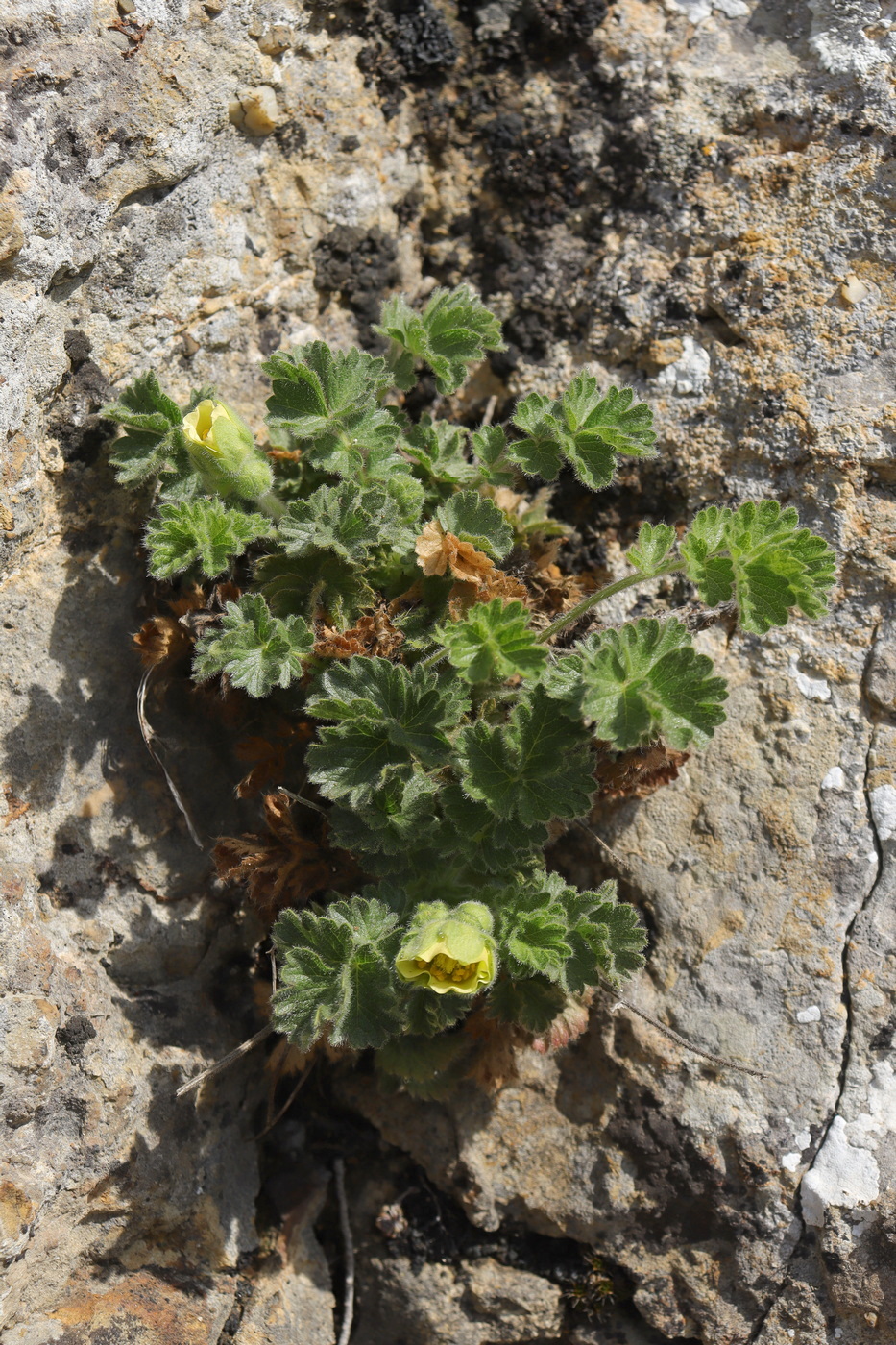 Изображение особи Potentilla geoides.