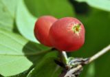 Lonicera praeflorens