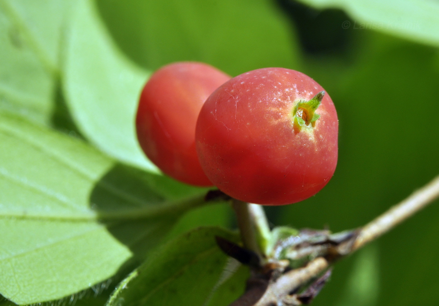 Изображение особи Lonicera praeflorens.