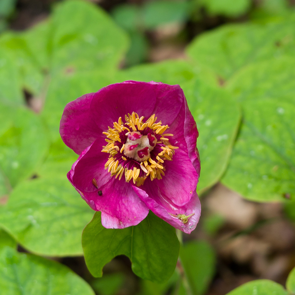 Изображение особи Paeonia caucasica.