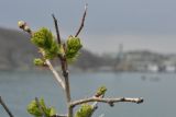 Crataegus pinnatifida. Верхушка распускающейся веточки. Приморский край, Шкотовский р-н, окр. пос. Подъяпольск, вершина сопки, скала. 03.05.2025.