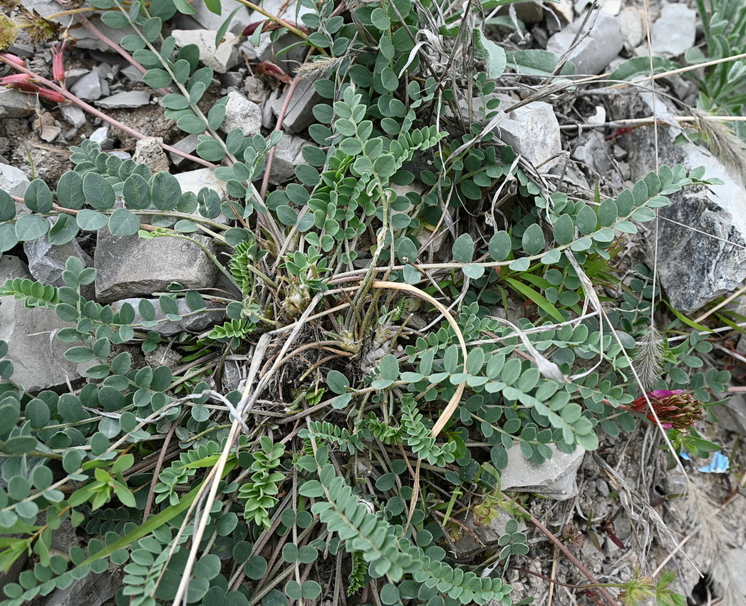 Image of Astragalus buschiorum specimen.