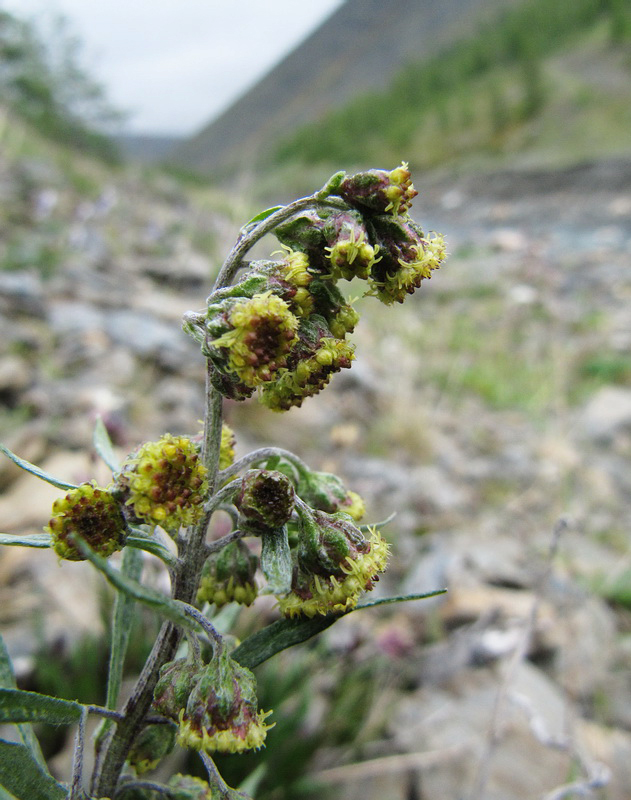 Image of Artemisia tilesii specimen.