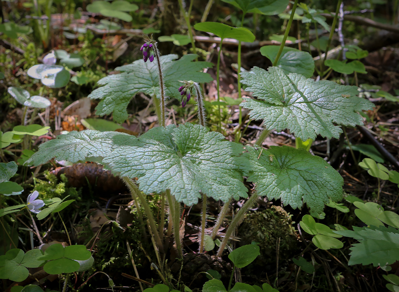 Image of Cortusa matthioli specimen.