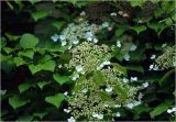 Hydrangea petiolaris. Верхушки побегов с соцветиями. Московская обл., Раменский р-н, окр. дер. Хрипань, садовый участок. 15.06.2025.